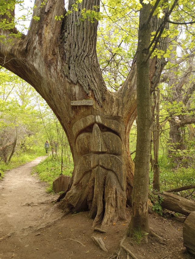 Carved oak tree with a face on it